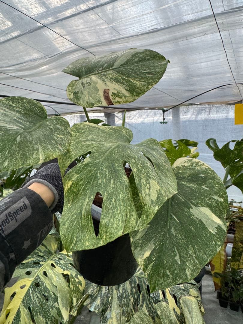 L2 モンステラ　レガシー　送料込み