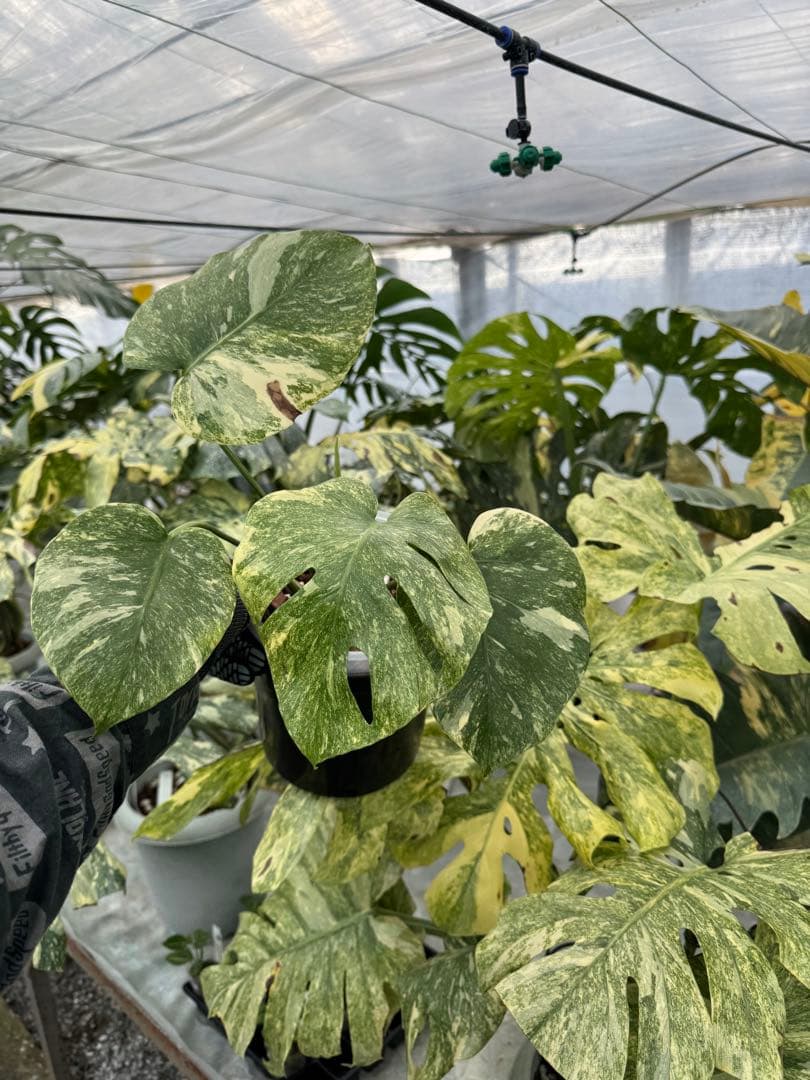 L2 モンステラ　レガシー　送料込み