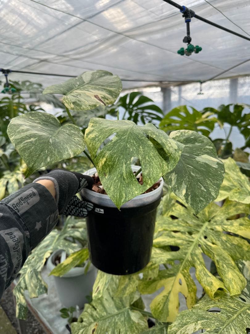 L2 モンステラ　レガシー　送料込み