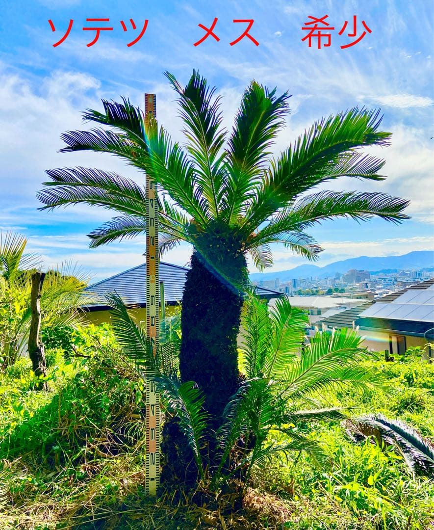 1万値下中❗️ソテツ2本オス・メス【特選　奄美大島】耐寒性