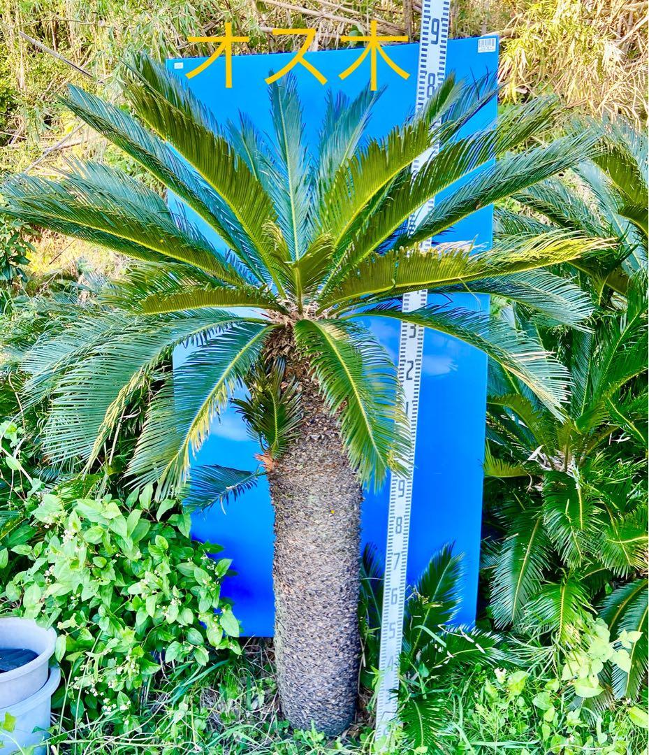 1万値下中❗️ソテツ2本オス・メス【特選　奄美大島】耐寒性