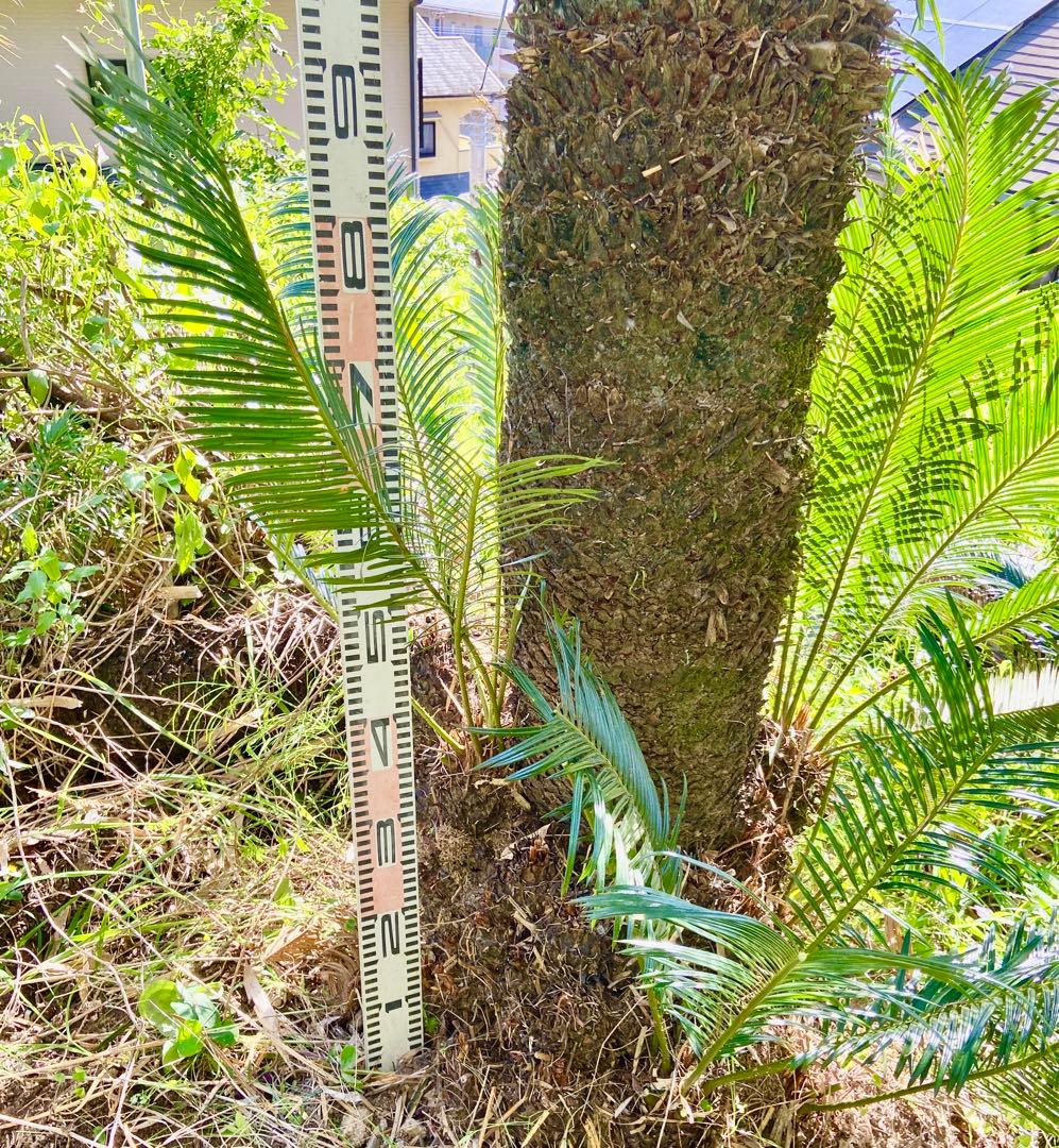 1万値下中❗️ソテツ2本オス・メス【特選　奄美大島】耐寒性