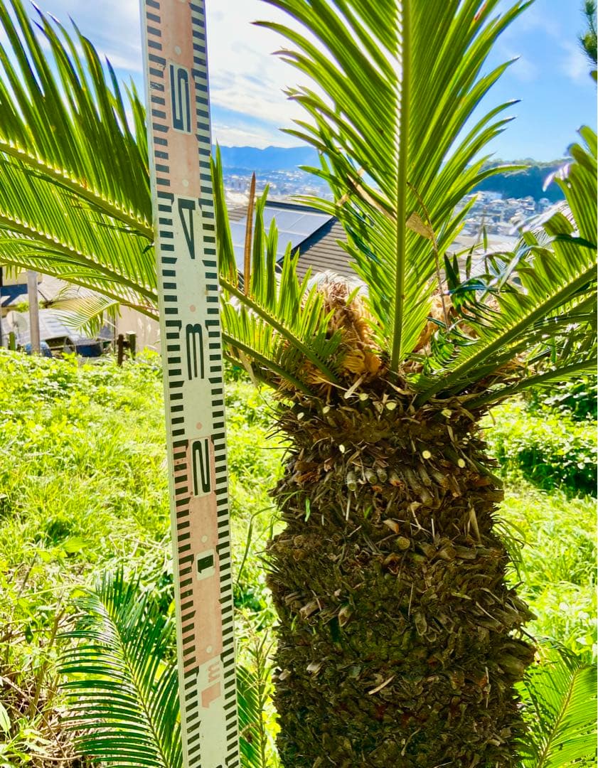 1万値下中❗️ソテツ2本オス・メス【特選　奄美大島】耐寒性