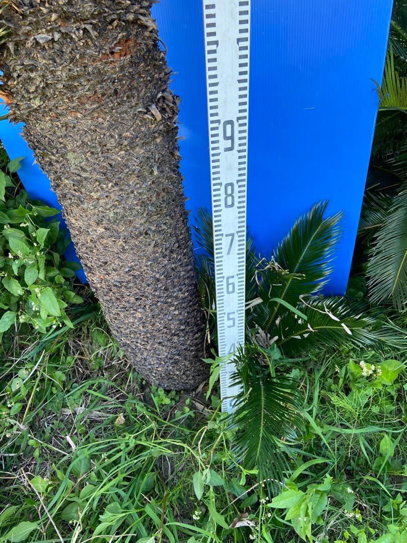 1万値下中❗️ソテツ2本オス・メス【特選　奄美大島】耐寒性