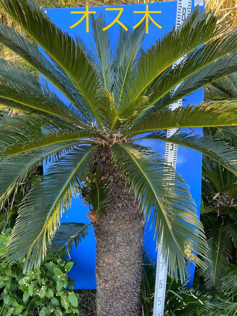 1万値下中❗️ソテツ2本オス・メス【特選　奄美大島】耐寒性