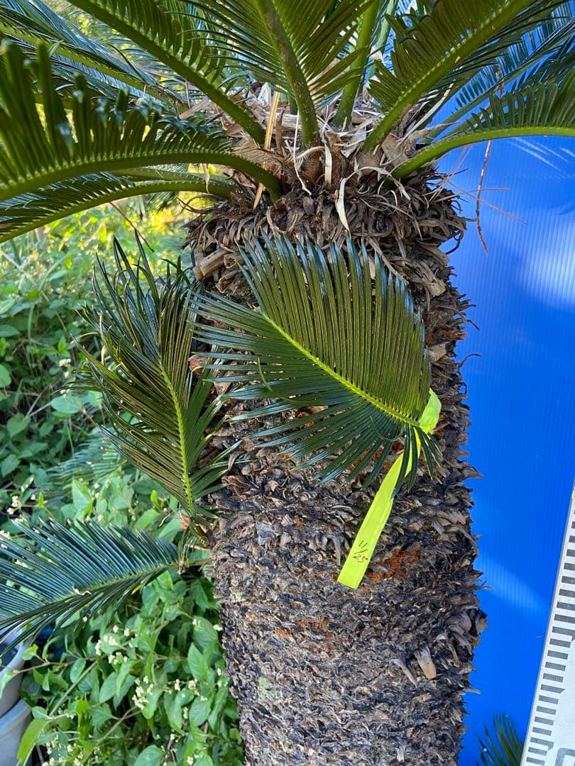 1万値下中❗️ソテツ2本オス・メス【特選　奄美大島】耐寒性
