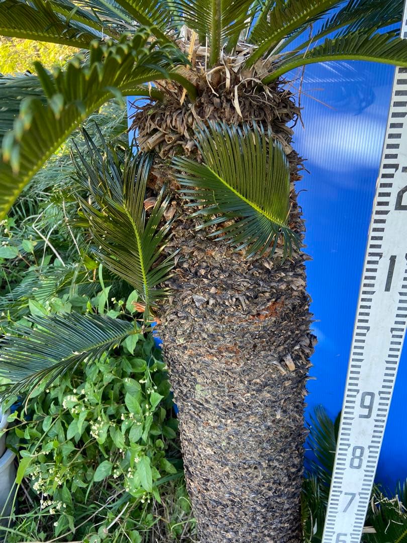1万値下中❗️ソテツ2本オス・メス【特選　奄美大島】耐寒性