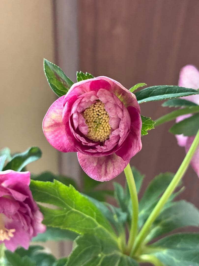 SALE‼︎ 大幅値下げ 広瀬園芸さん 小輪多弁充実株 - メルカリ