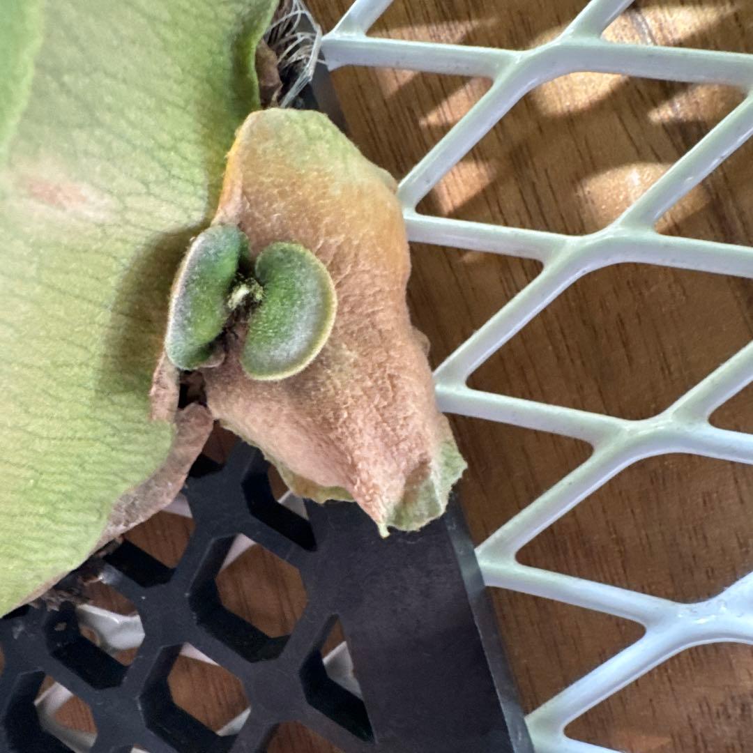 ビカクシダ ウィリンキー スポア 4年育成株 ヒリー ベイチー リドレイ