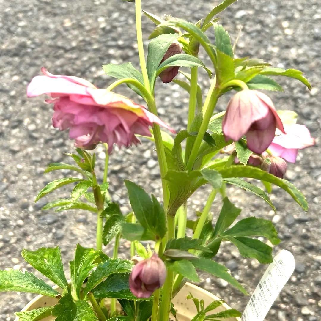 超多弁　クリスマスローズ　花2 つぼみ13 75番