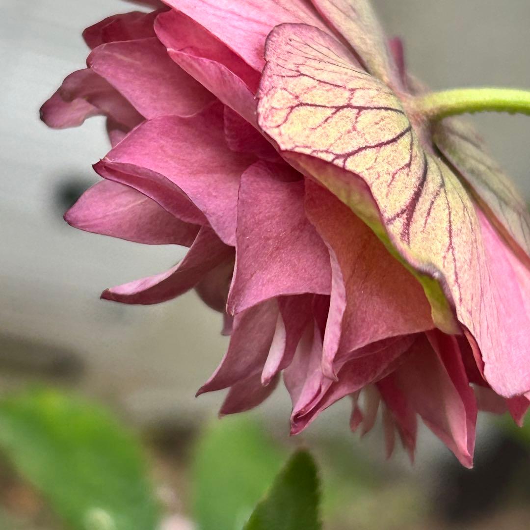 超多弁　クリスマスローズ　花2 つぼみ13 75番