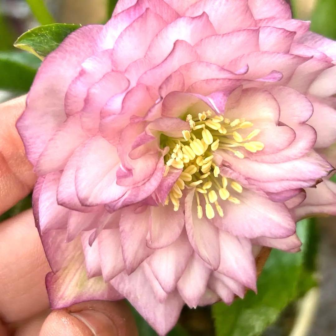 超多弁　クリスマスローズ　花2 つぼみ13 75番