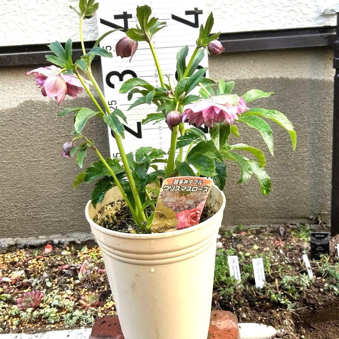 超多弁　クリスマスローズ　花2 つぼみ13 75番