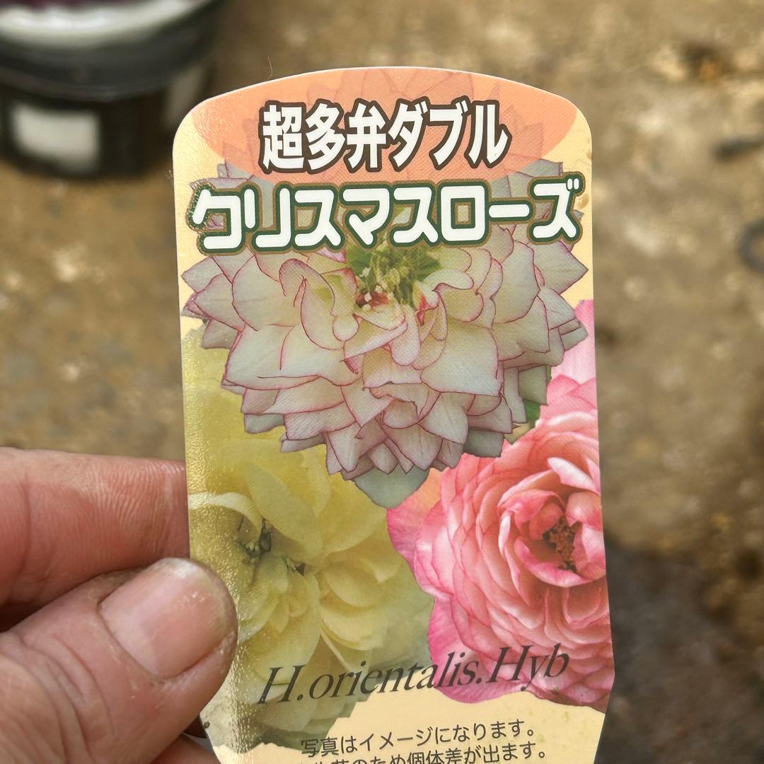 超多弁　クリスマスローズ　花2 つぼみ13 75番