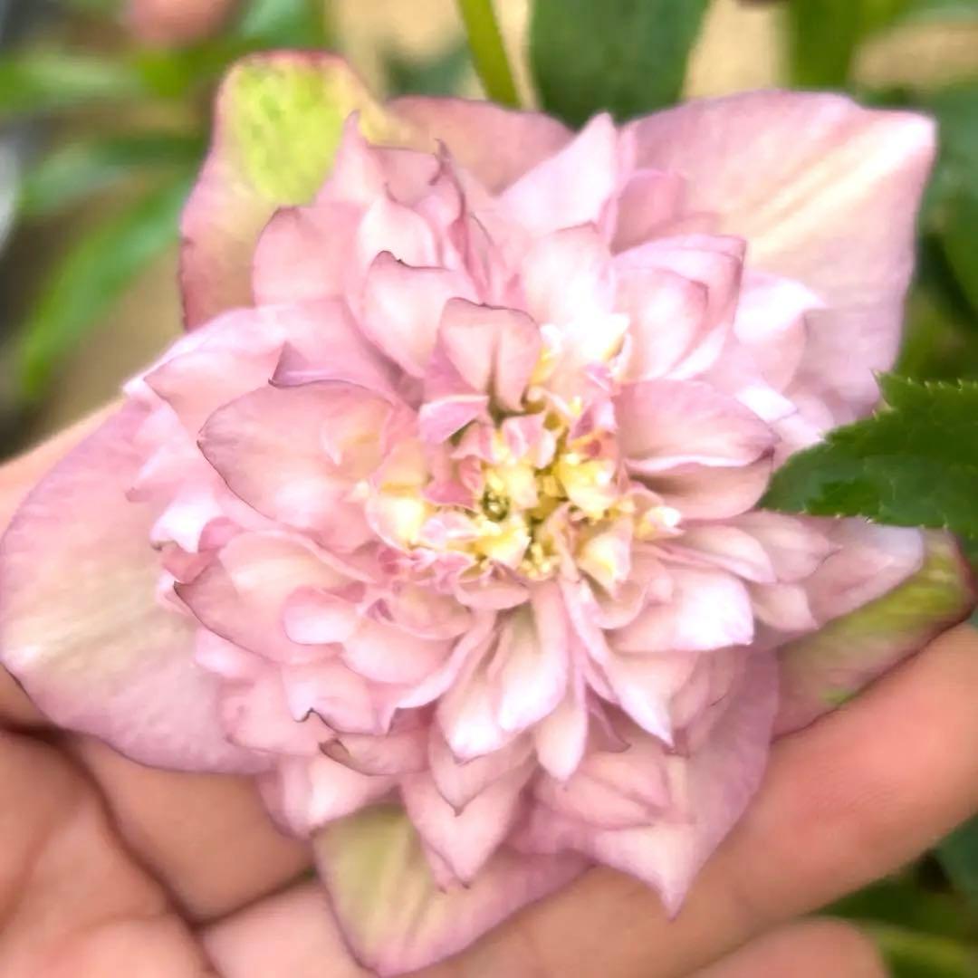 超多弁　クリスマスローズ　花2 つぼみ13 75番