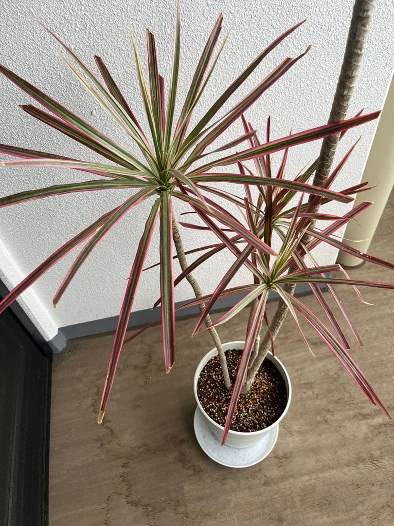 ドラセナ　コンシンネ　レインボー　140㌢　室内インテリア