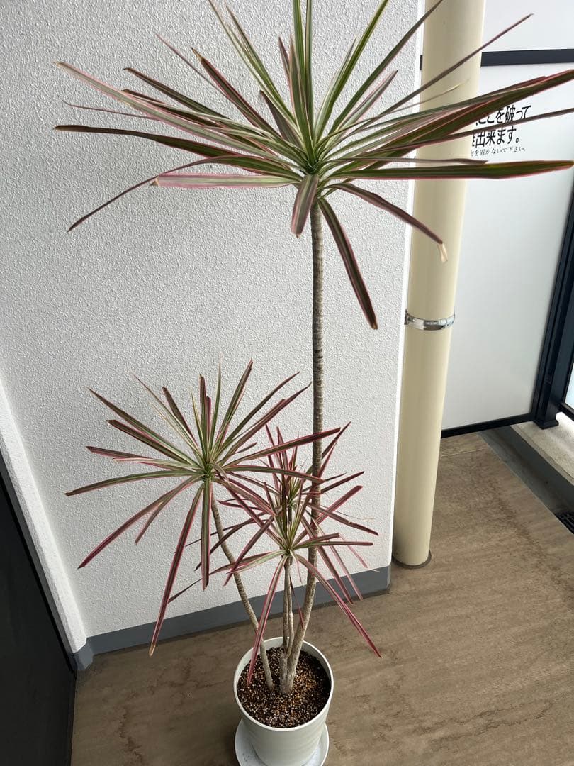 ドラセナ　コンシンネ　レインボー　140㌢　室内インテリア