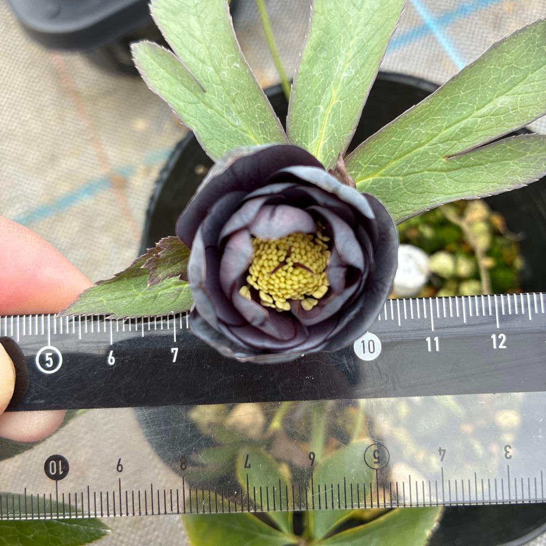 クリスマスローズ　スモーキーダブル　木口交配　希少　実生　幻