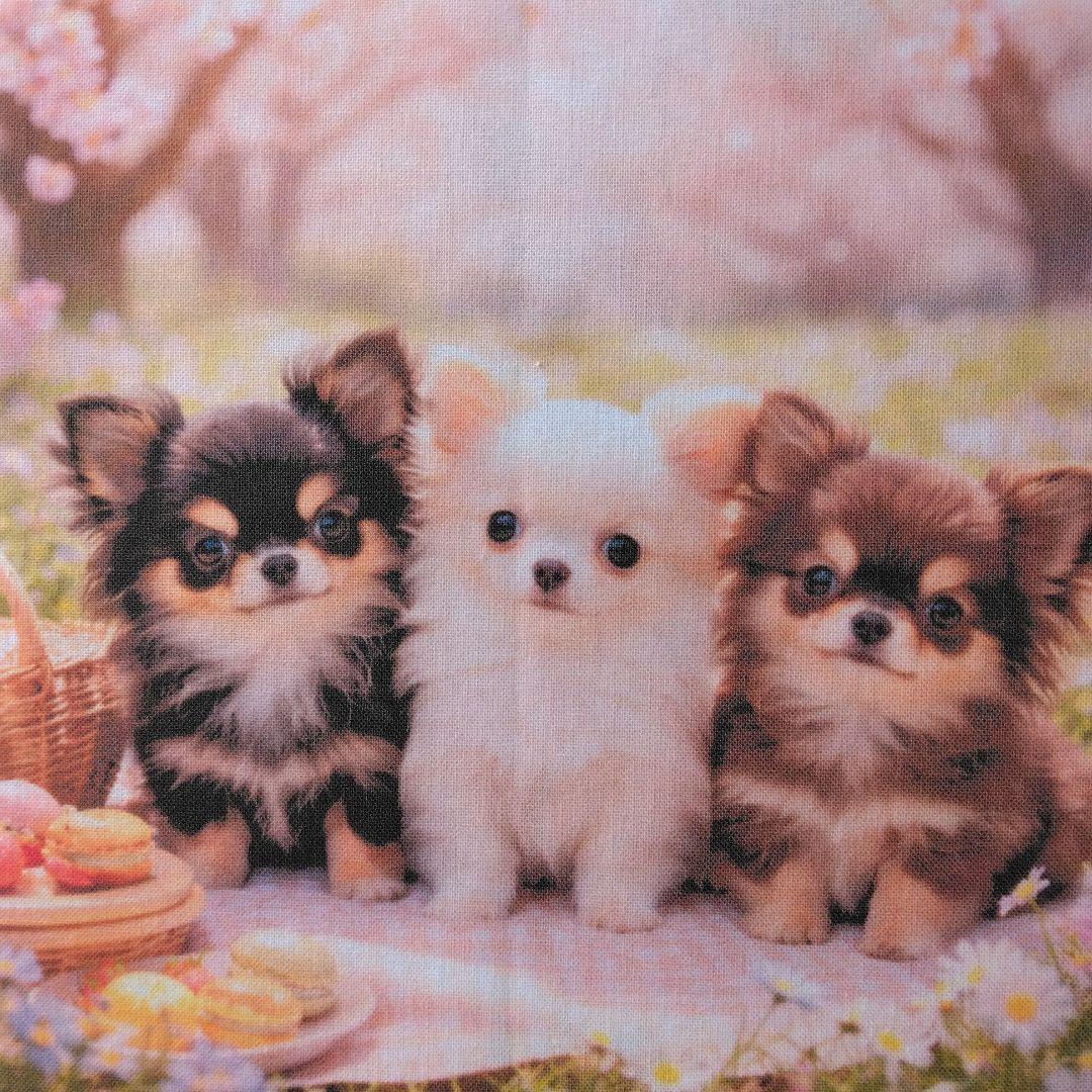 ☆受付☆チワワ No.B