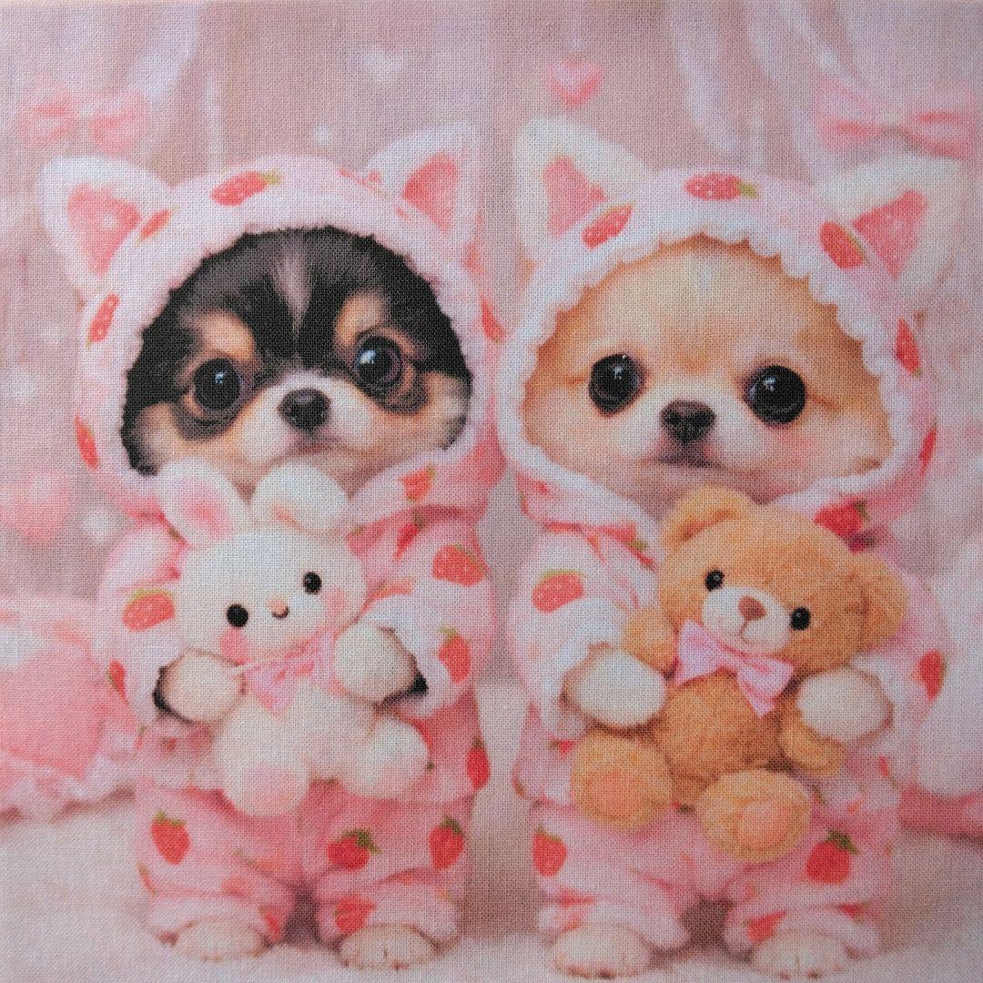 ☆受付☆チワワ No.B