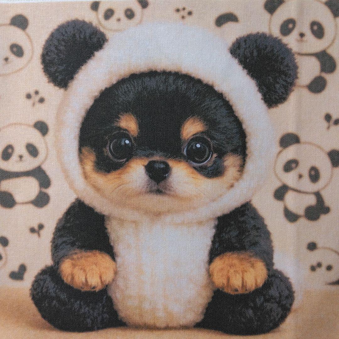 ☆受付☆チワワ No.B