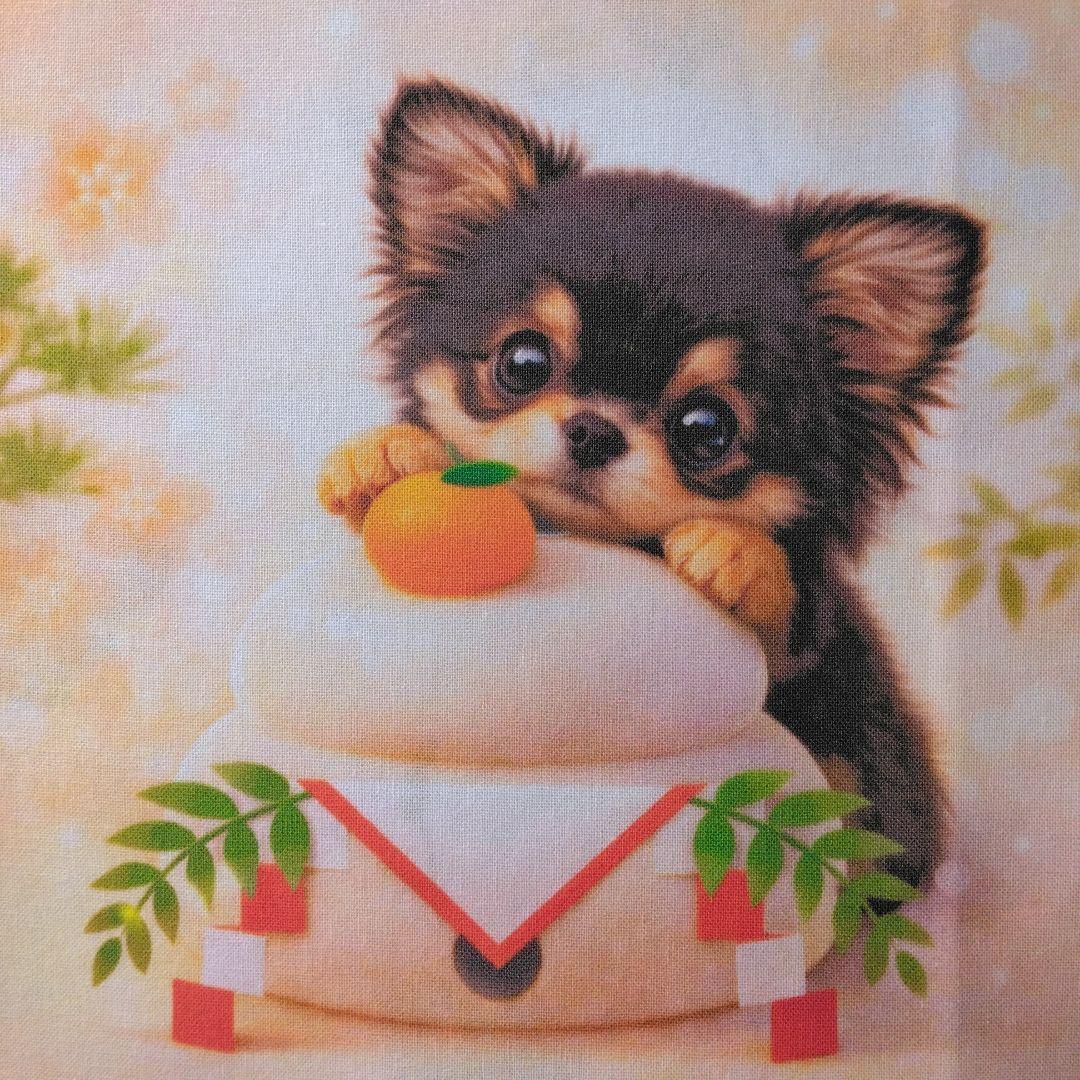 ☆受付☆チワワ No.B