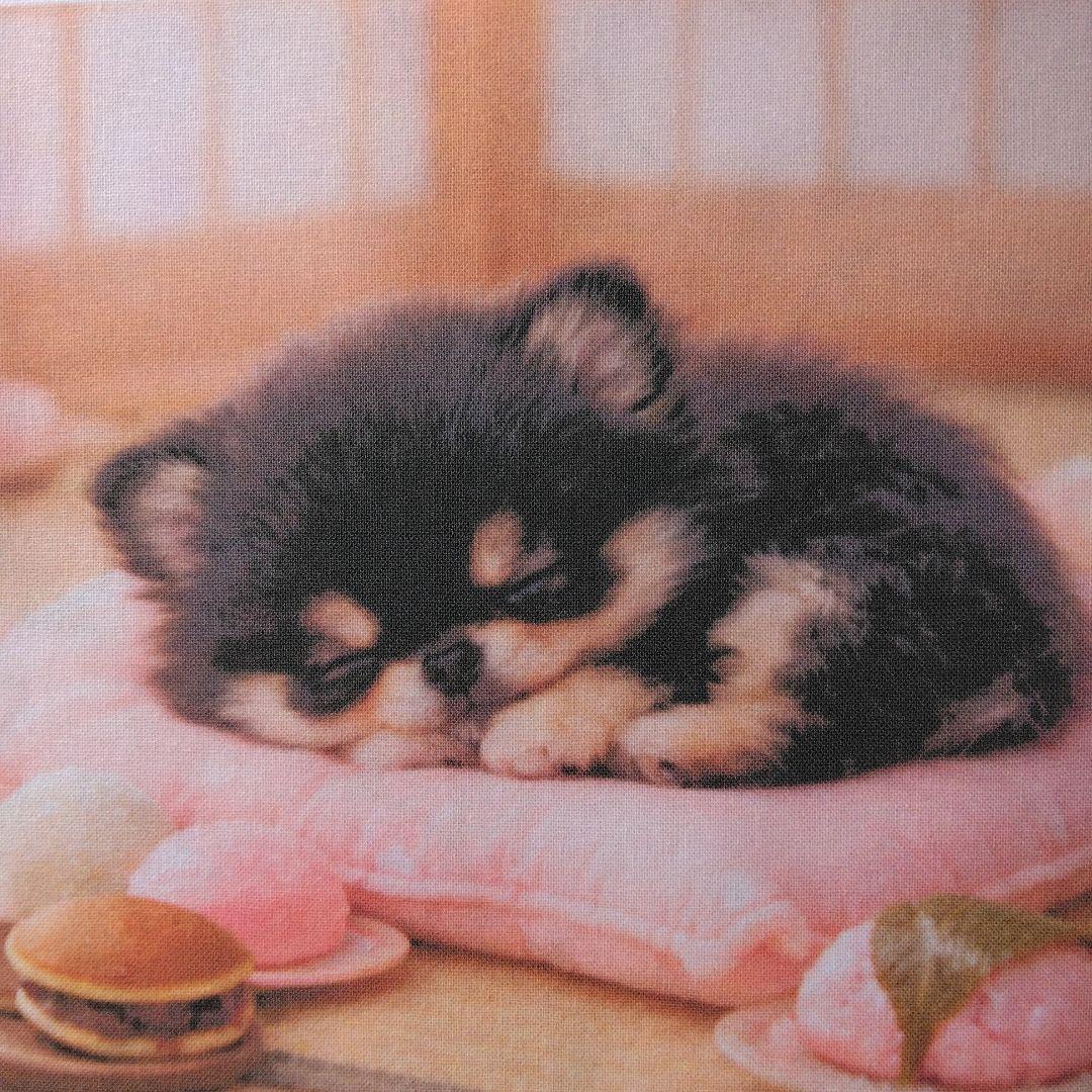 ☆受付☆チワワ No.B