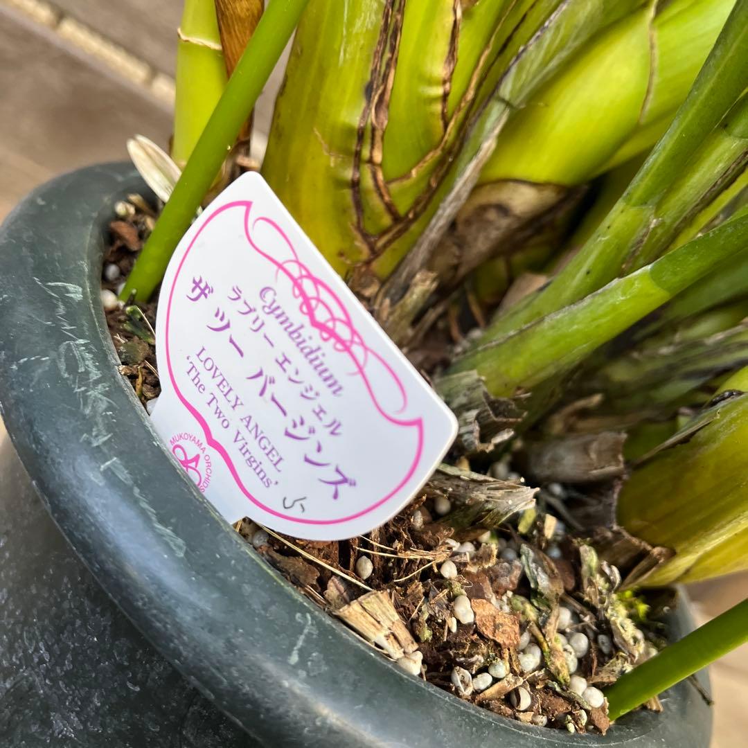 まさまる　シンビジューム　シンビジウム　ザツーバージンズ　エレガントレディ