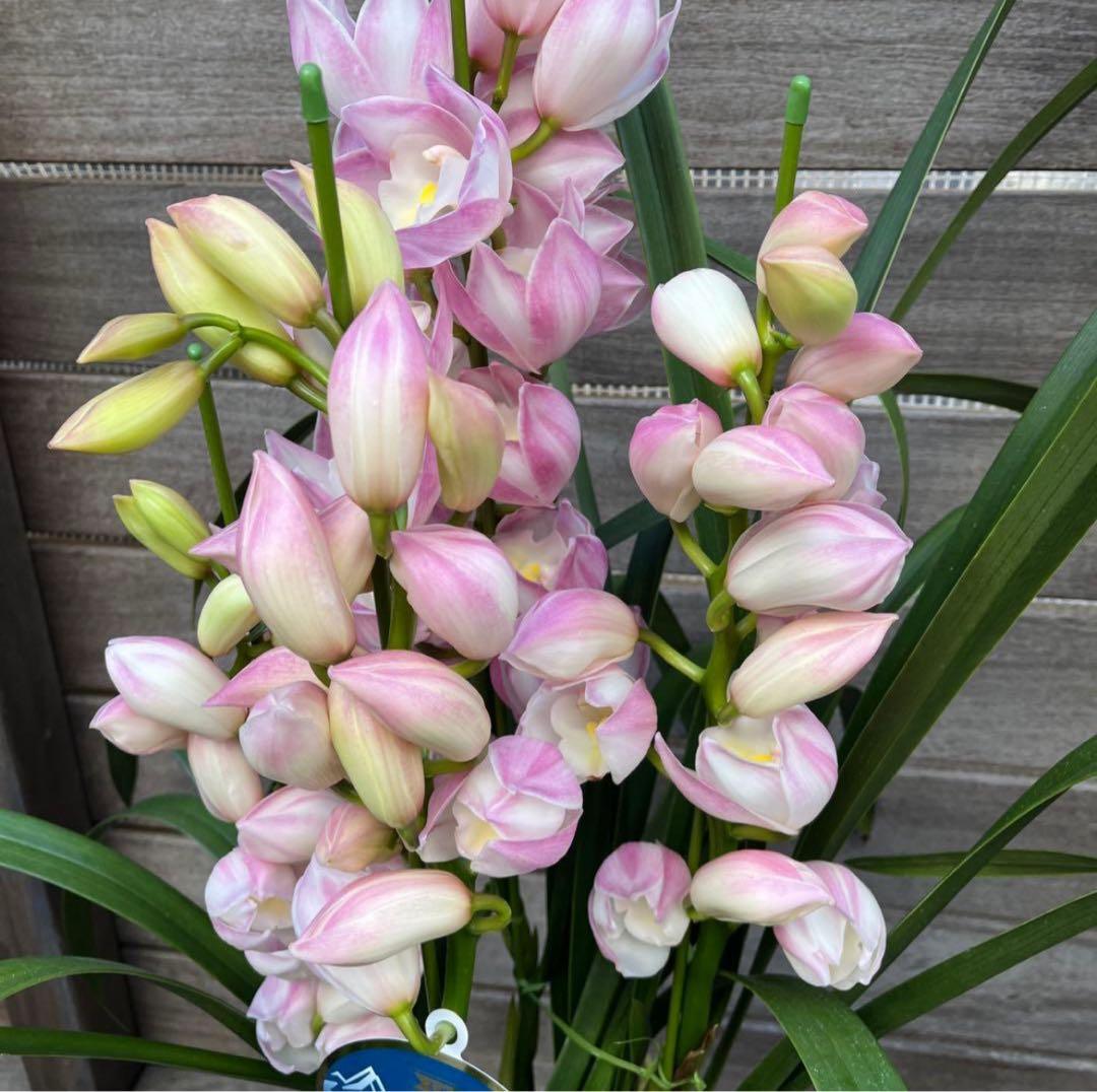 まさまる　シンビジューム　シンビジウム　ザツーバージンズ　エレガントレディ