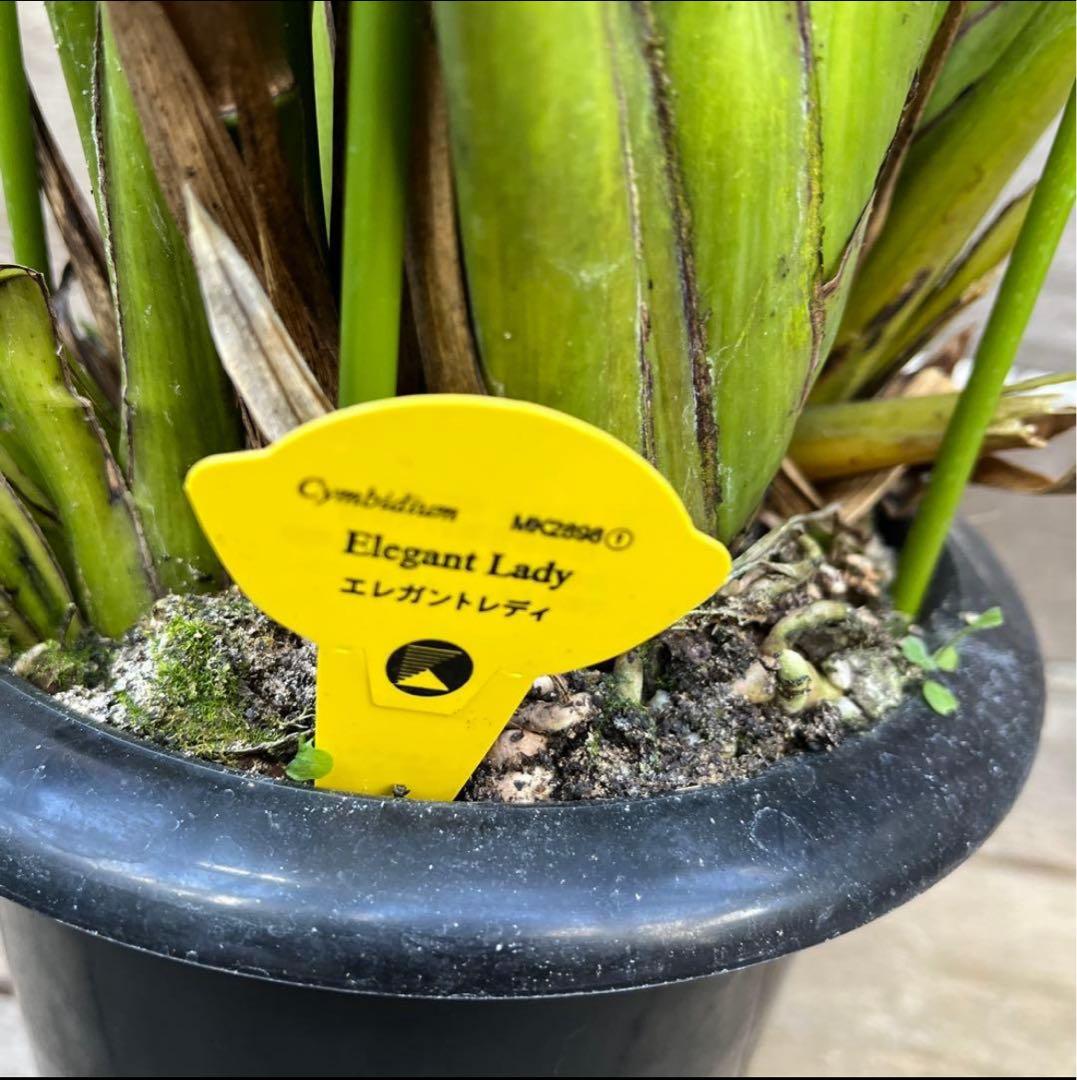 まさまる　シンビジューム　シンビジウム　ザツーバージンズ　エレガントレディ