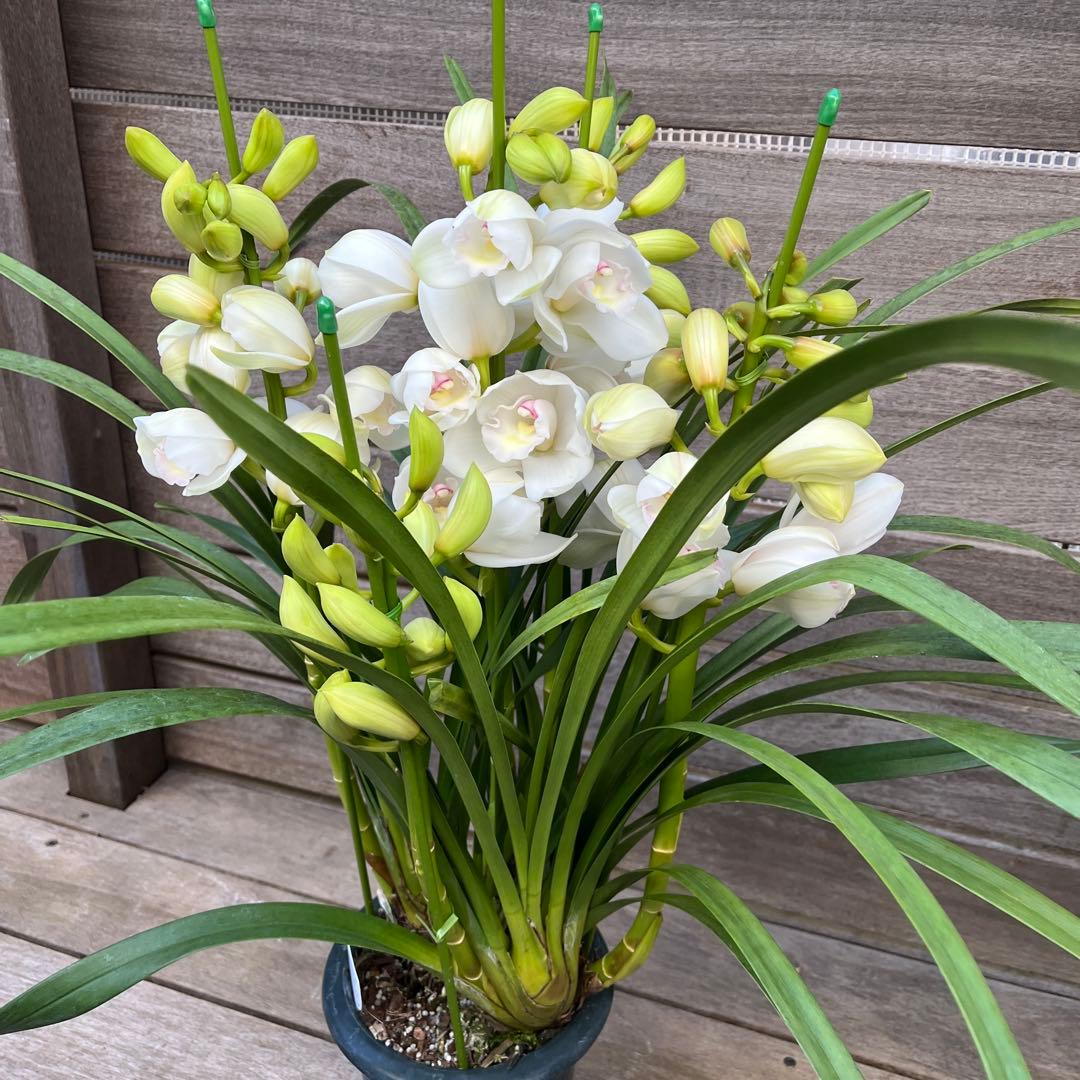 まさまる　シンビジューム　シンビジウム　ザツーバージンズ　エレガントレディ