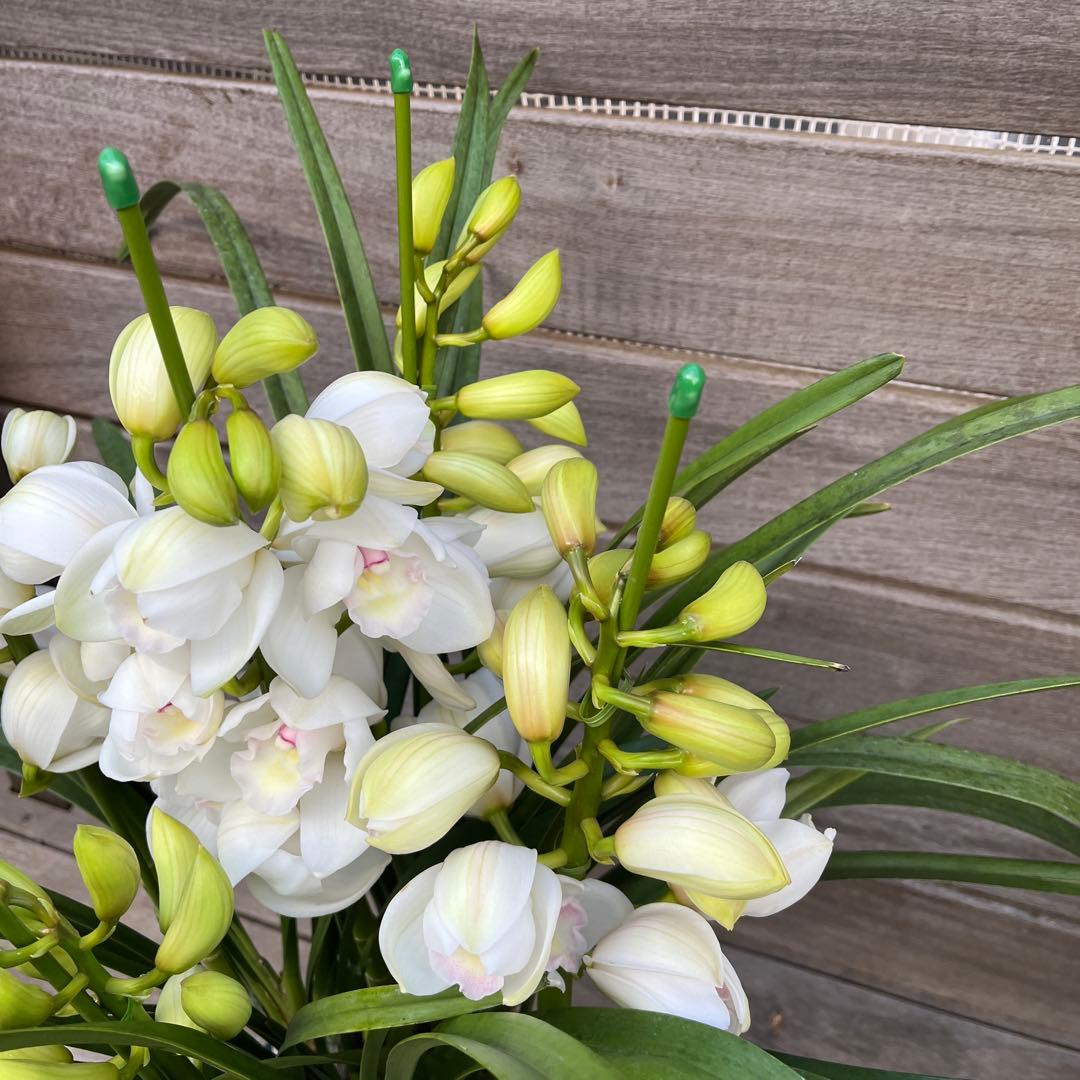 まさまる　シンビジューム　シンビジウム　ザツーバージンズ　エレガントレディ