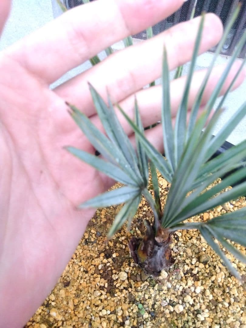 ブラヘアアルマータ　9号鉢つき　超短葉❗　⑤