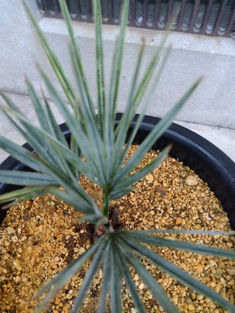 ブラヘアアルマータ　9号鉢つき　超短葉❗　⑤