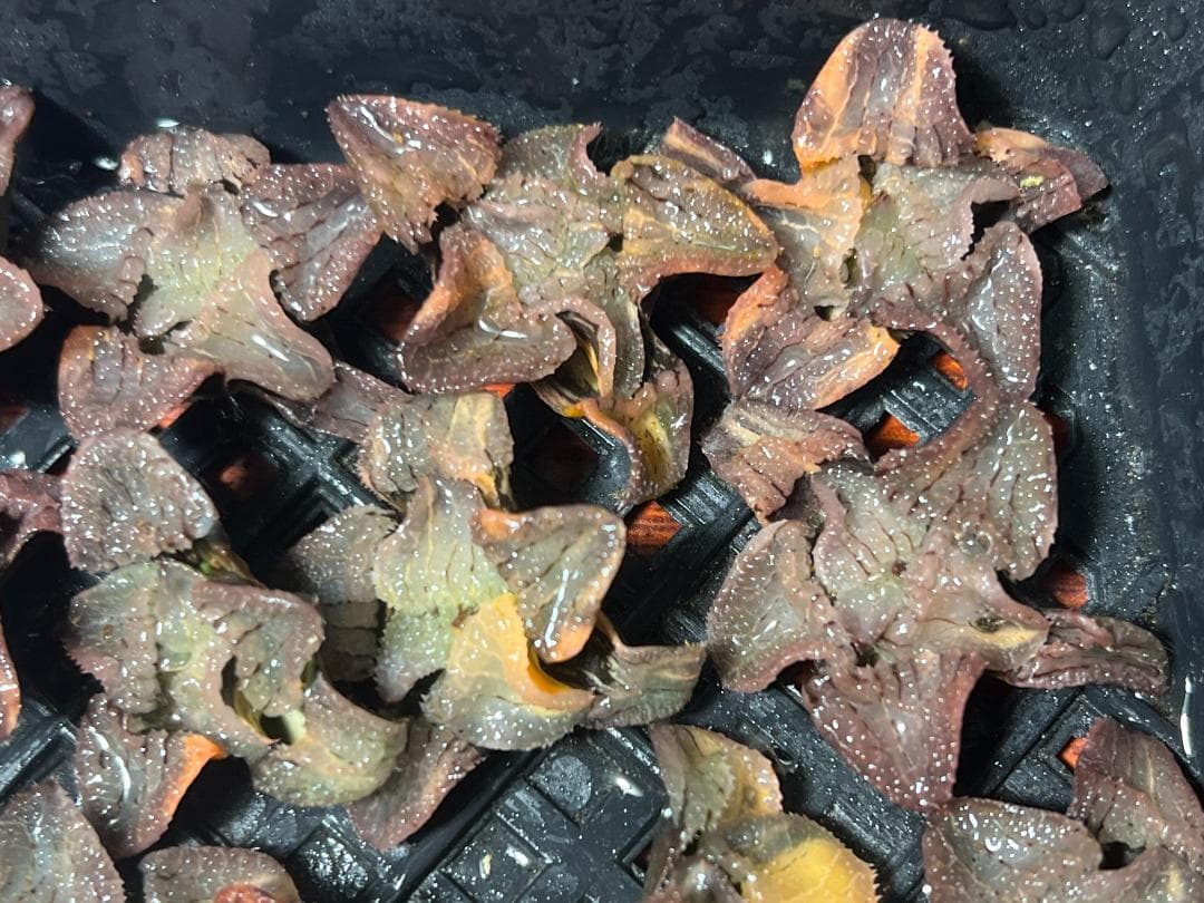 多肉植物 ハオルチア 天空の境錦 鮮明錦 極上株 超美品 14株セット