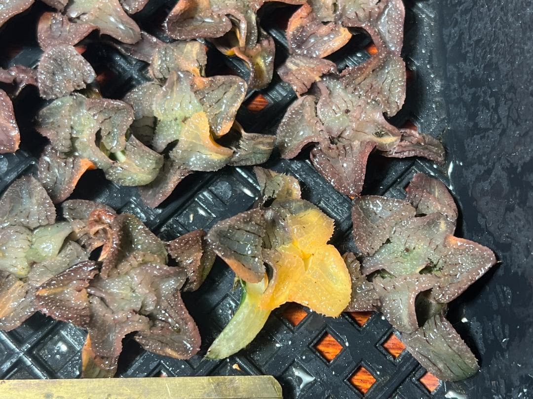 多肉植物 ハオルチア 天空の境錦 鮮明錦 極上株 超美品 14株セット