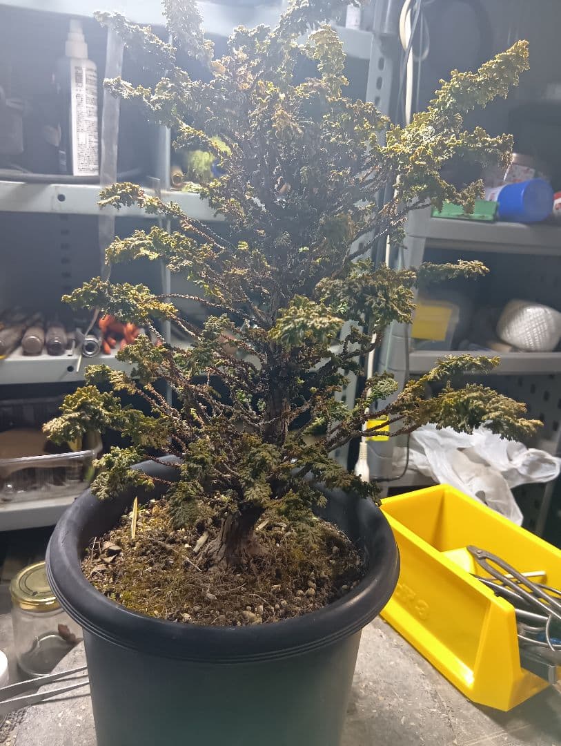 石化ヒノキ（かなり年数持ち込み古い）