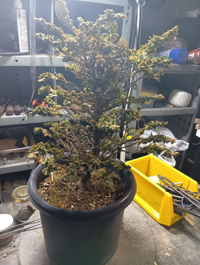 石化ヒノキ（かなり年数持ち込み古い）