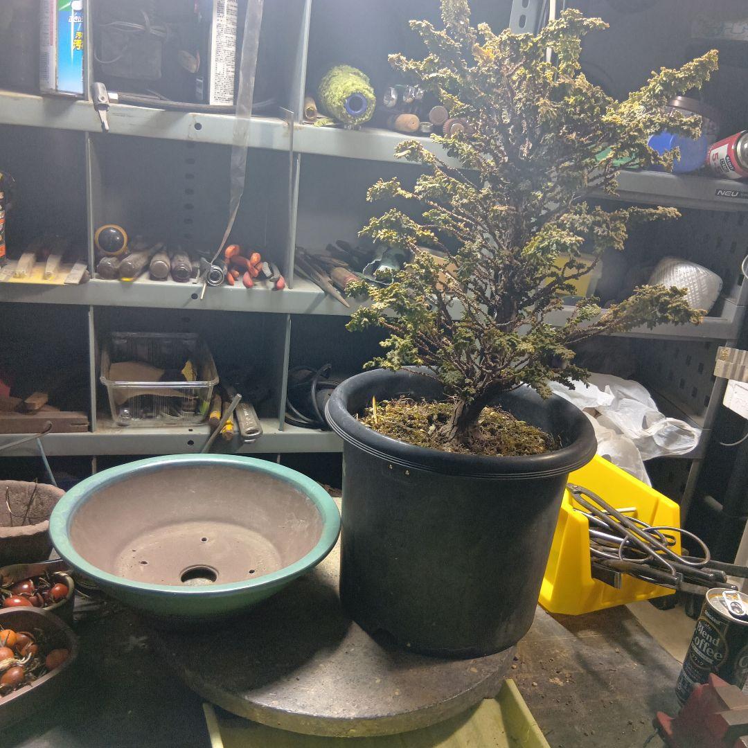 石化ヒノキ（かなり年数持ち込み古い）