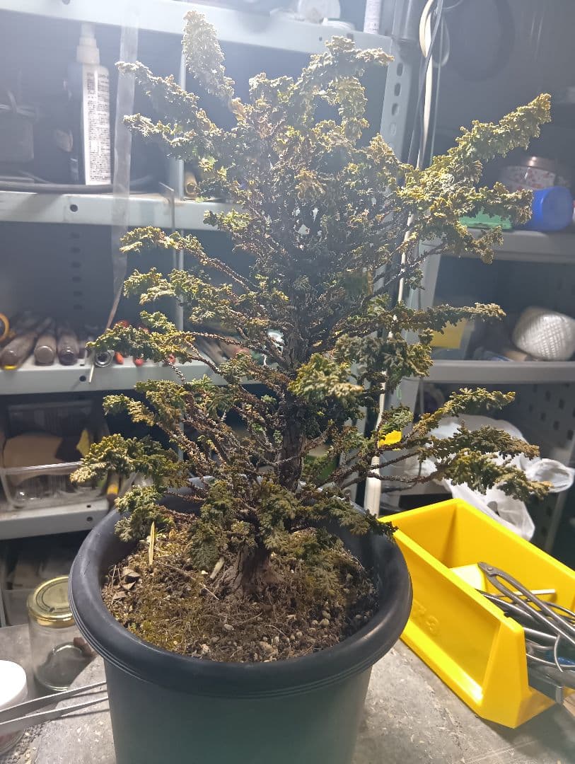 石化ヒノキ（かなり年数持ち込み古い）