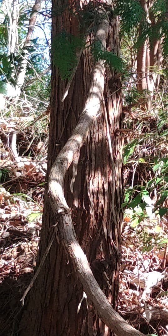 杉の枝葉　×一本分