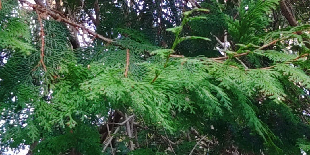 杉の枝葉　×一本分