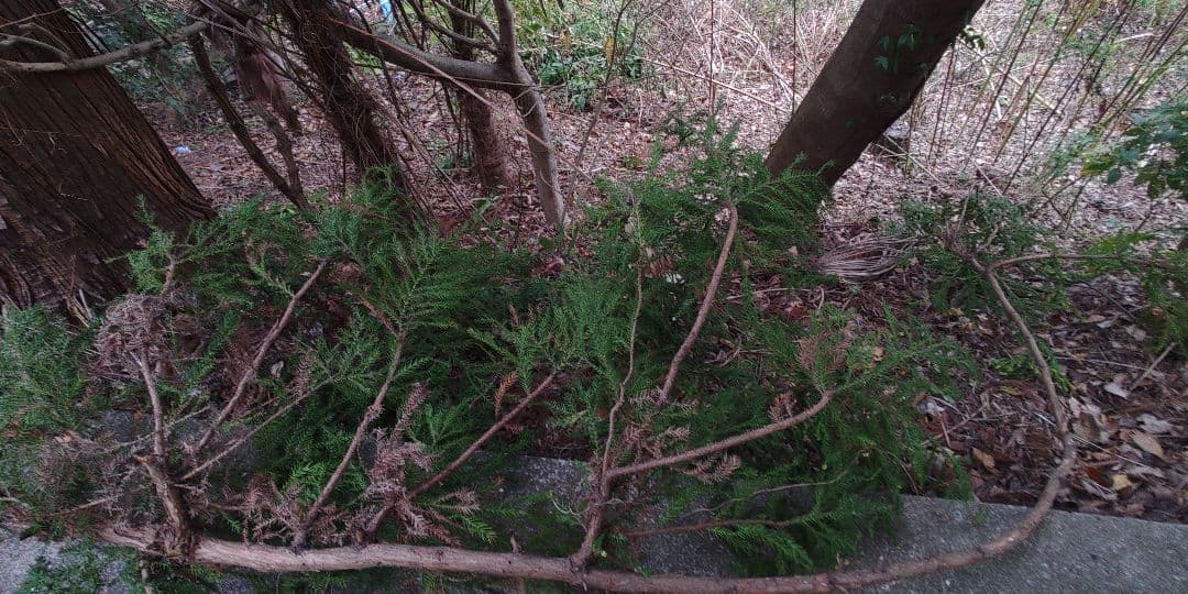 杉の枝葉　×一本分