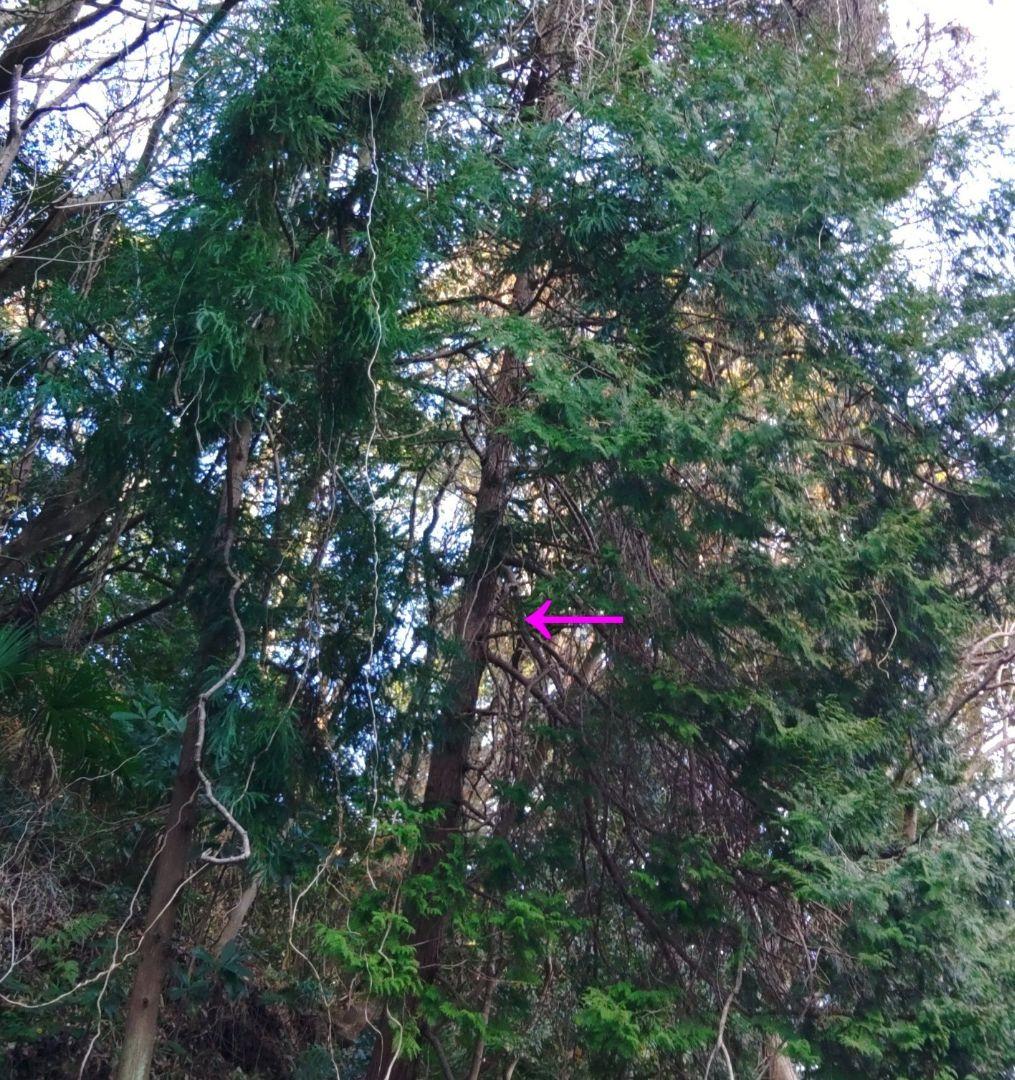 杉の枝葉　×一本分