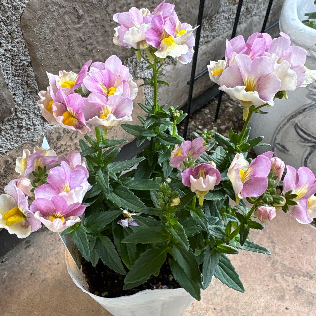 ネメシア・レモンパイ