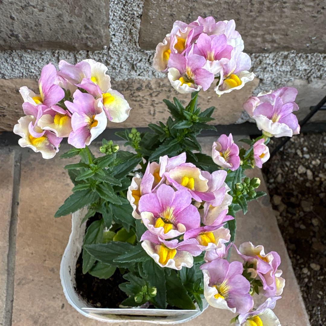 ネメシア・レモンパイ