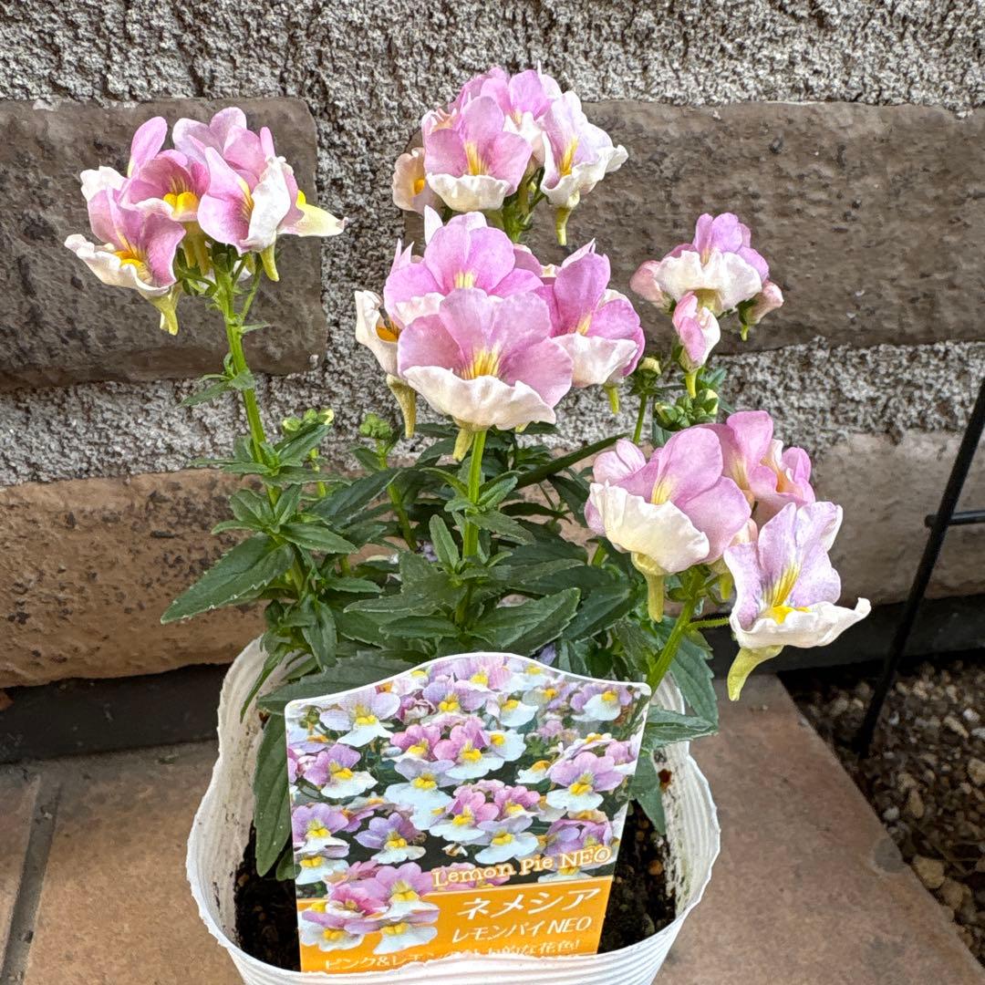 ネメシア・レモンパイ