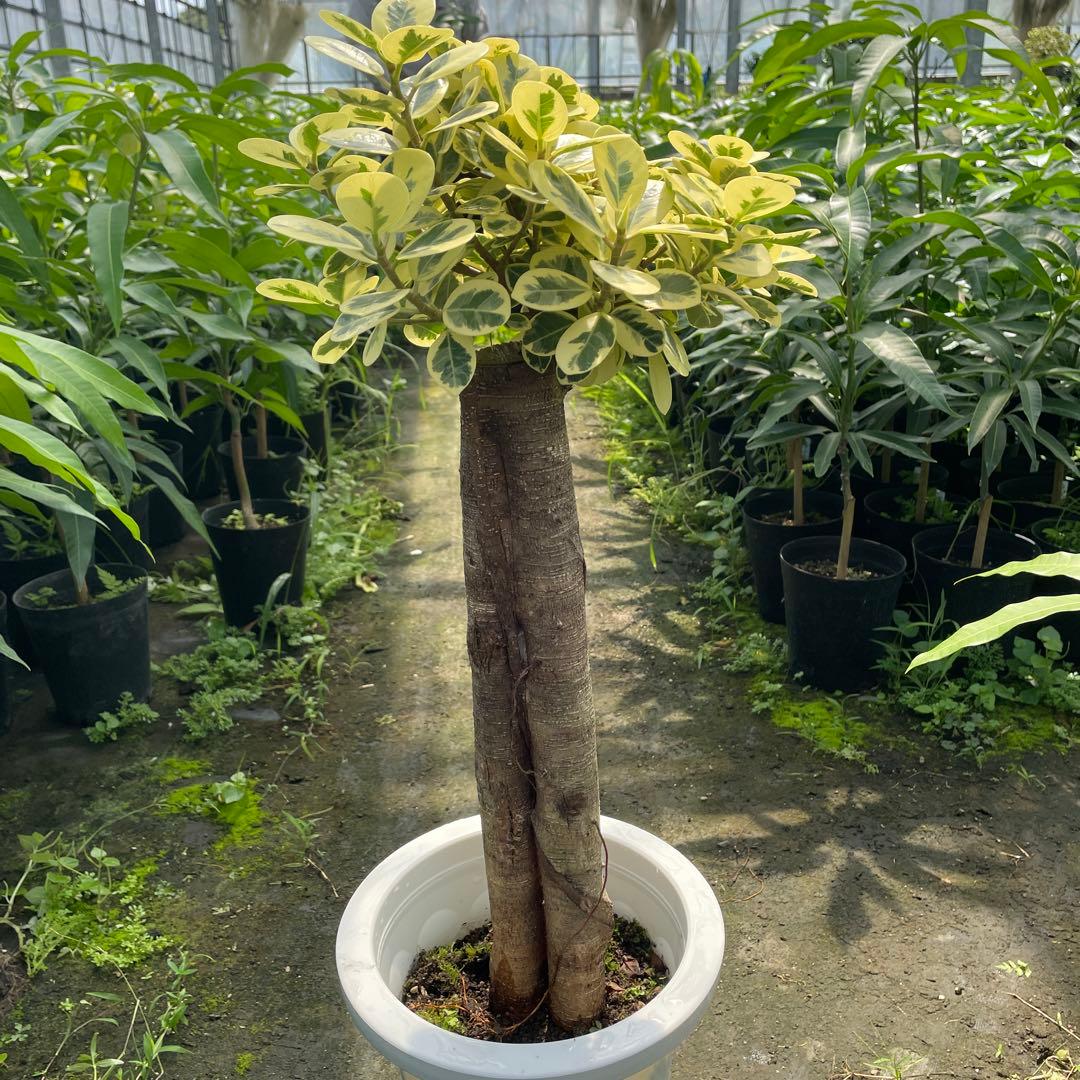 パンダガジュマル 斑入り 希少 接木 8号サイズ - メルカリ