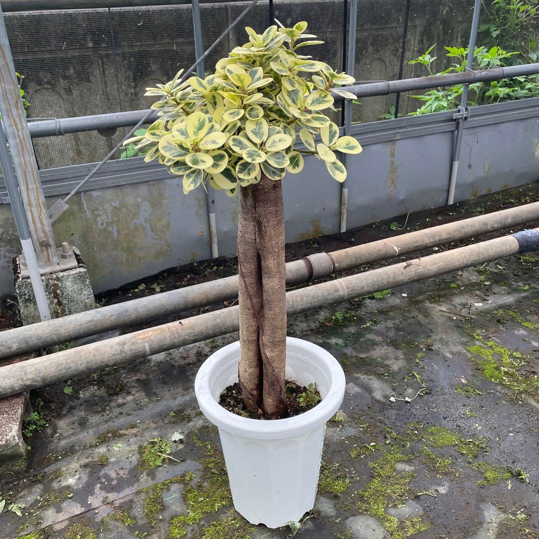 パンダガジュマル 斑入り 希少 接木 8号サイズ - メルカリ