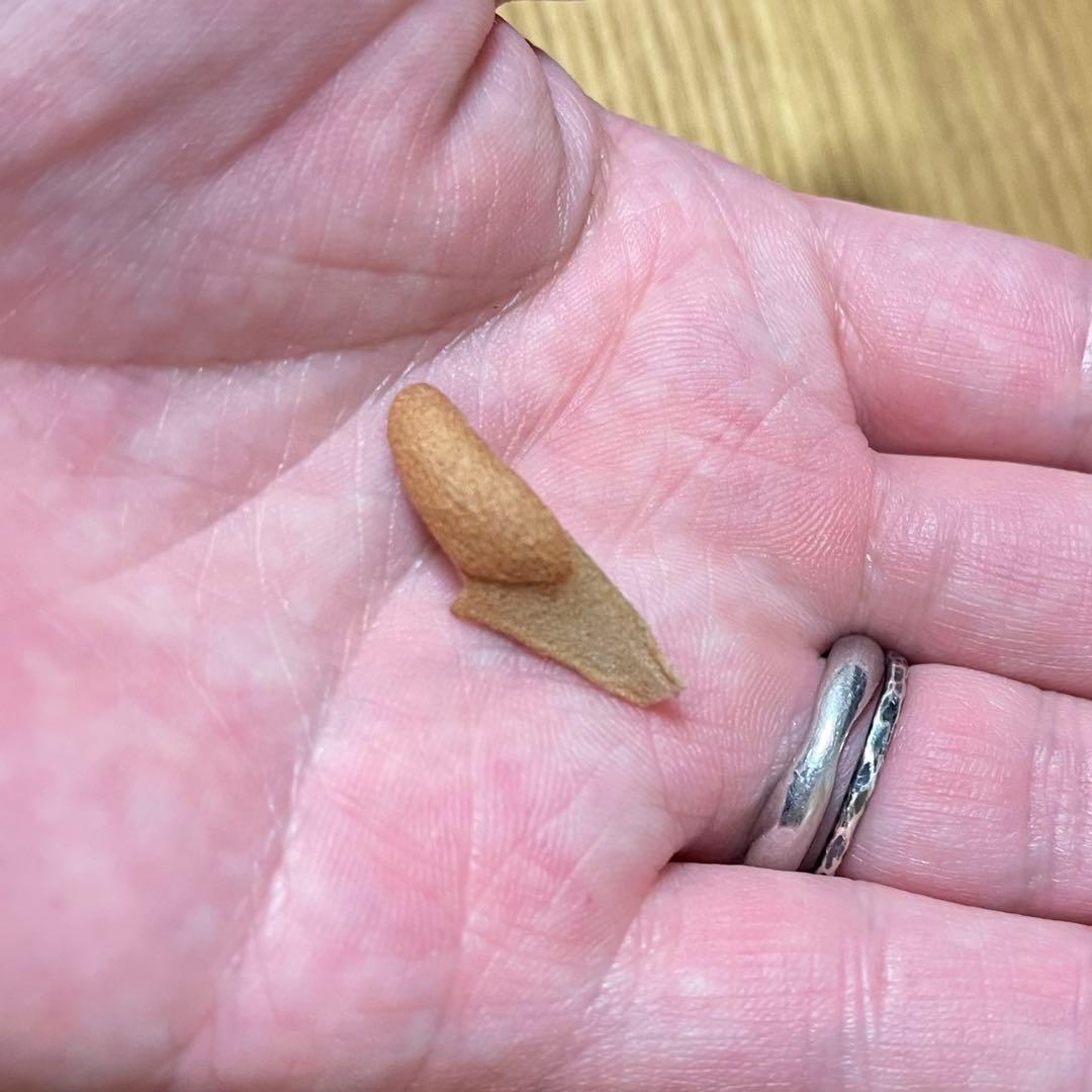 胞子 ビカクシダ totoro ymds yellow moon dwarf